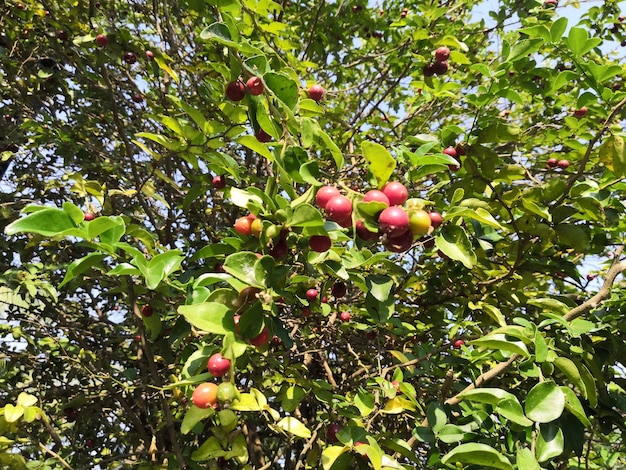 Fundo de vegetação da natureza planta e folha