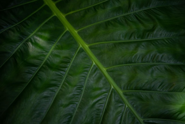 Fundo de vegetação da natureza planta e folha