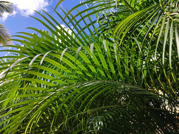 Fundo de vegetação tropical com folhas verdes sob um céu azul