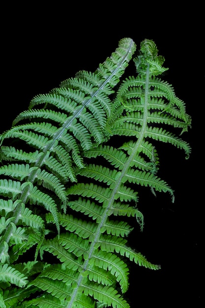 Fundo de vegetais, folhas verdes de samambaia em fundo escuro