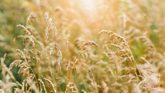 Fundo de verão com caules secos e espigas de grama