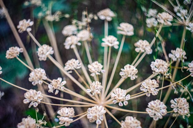 Foto fundo de verão com close de flores com caixas de sementes