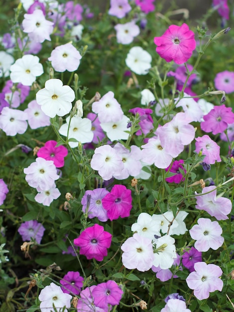 Fundo de verão com flores de petúnia no jardim