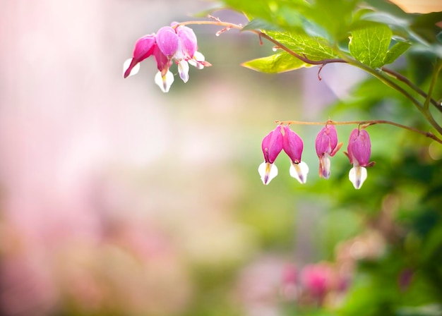 fundo de verão com flores e espaço de cópia