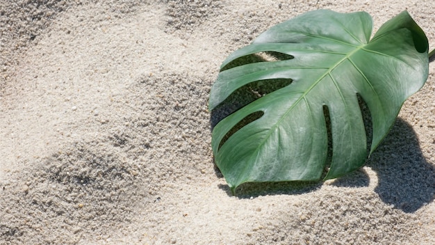 Fundo de verão com folhas verdes em uma praia arenosa. copie o espaço