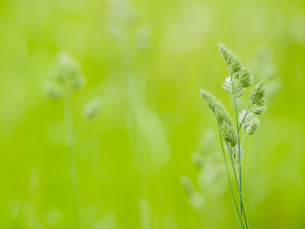 Foto fundo de verão com grama verde