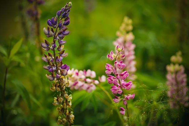 Fundo de verão criativo de flores de tremoço