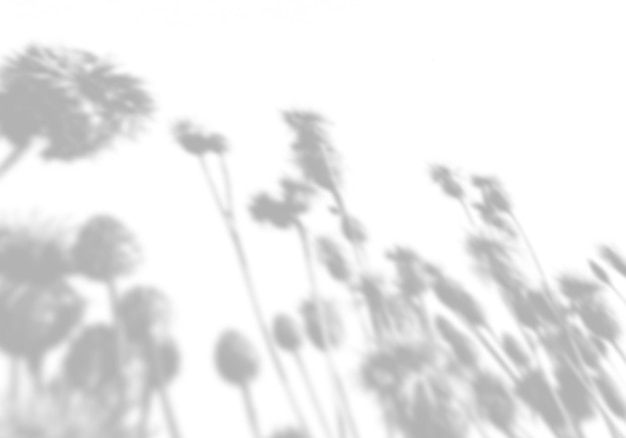 Fundo de verão da sombra de um raminho de grama em uma parede branca. branco e preto para foto ou maquete