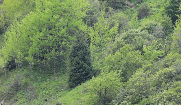 fundo de verão de diferentes árvores verdes da montanha