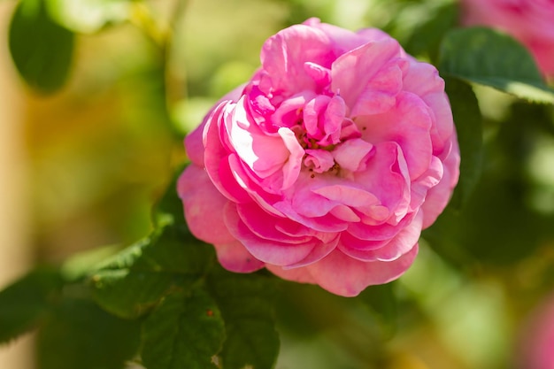 Fundo de verão de flor de rosa de chá rosa