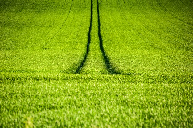 Fundo de verão do campo de agricultura verde