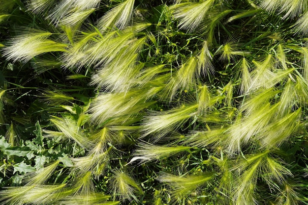 Fundo de verão do campo grama alta grama de penas planta estepe stipa natureza ao ar livre