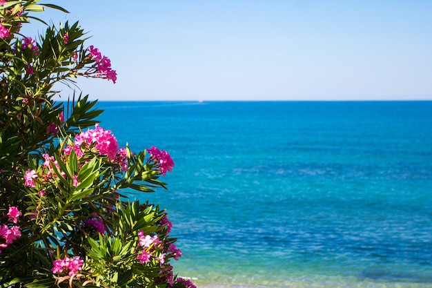 Fundo de verão e férias - flores sobre o mar e o céu azul