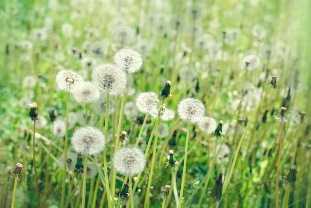 Fundo de verão flores brancas de dente-de-leão na grama verde