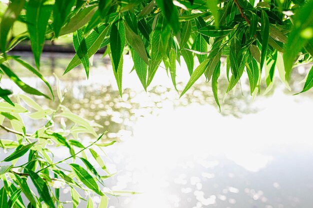 fundo de verão folhas verdes e água