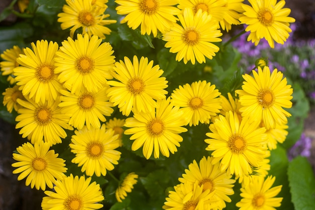 Fundo de verão natural com flores amarelas