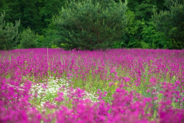 Fundo de verão natureza com flores cor de rosa no pasto em dia ensolarado.