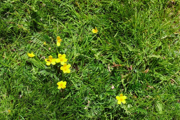 Fundo de verão natureza com flores