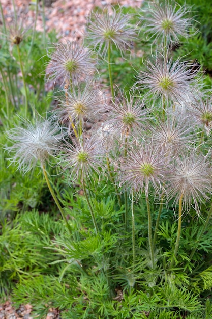 Fundo de verão natureza com flores