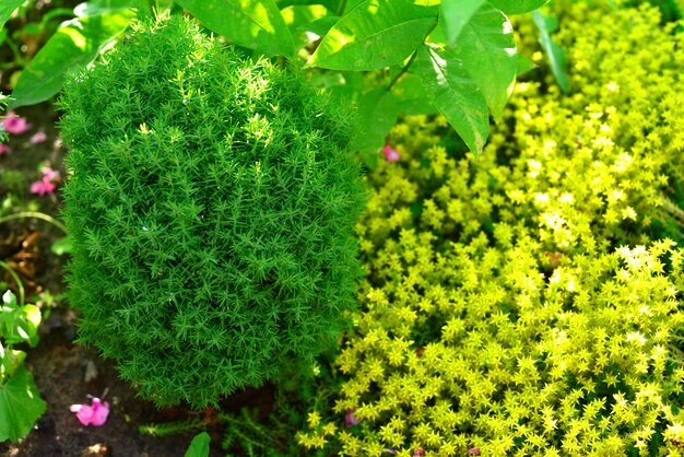 Fundo de verão no jardim de thuja teddy e grama selvagem Sedum acre. Natureza, paisagismo