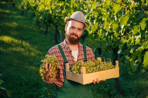 Fundo de vista frontal rico vinhedo verde jovem sorriso bem-sucedido agricultor cacho uva caixa cheia mão