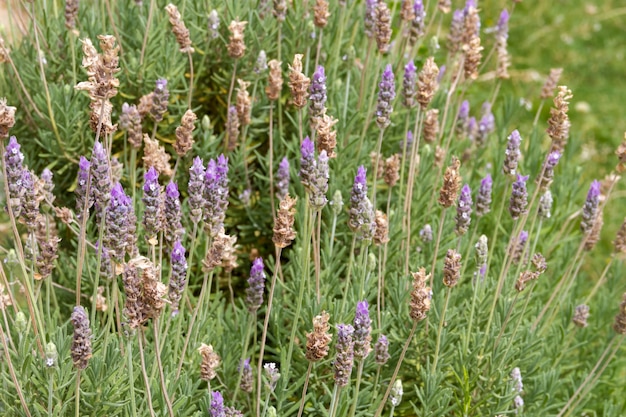 fundo defocused de alfazemas com flores