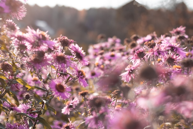 Foto fundo desfocado abstrato com flores cor de rosa no céu azul com sol