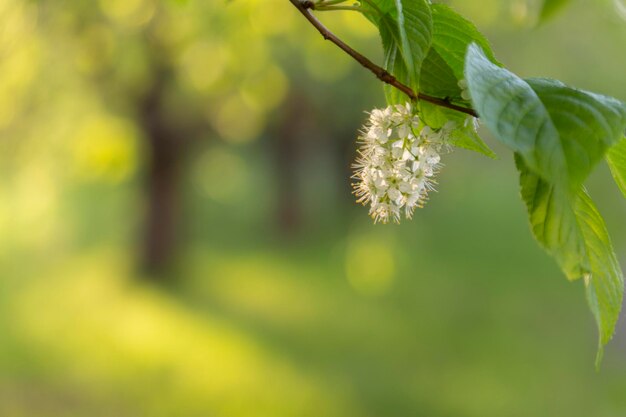 Fundo desfocado abstrato de primavera com um galho de árvore florescendo em primeiro plano. Conceito de primavera.