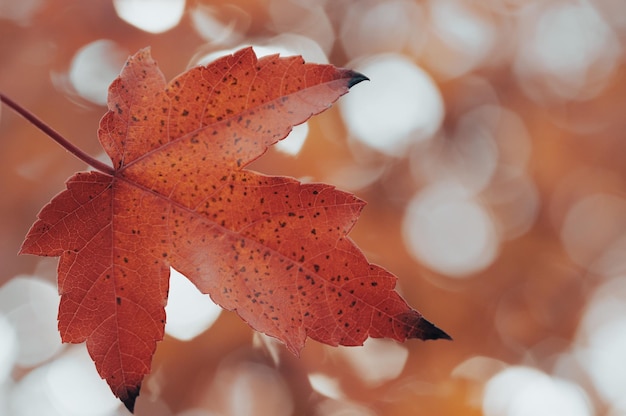 Fundo desfocado da floresta de outono com bokeh bonito