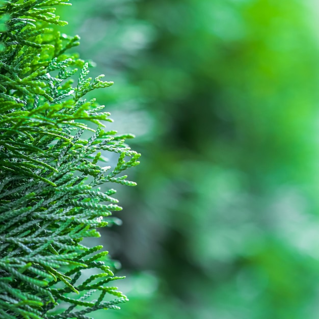 Fundo desfocado da natureza Folhas verdes fechadas da árvore conífera sempre-verde thuja Bokeh extremo com reflexo de luz