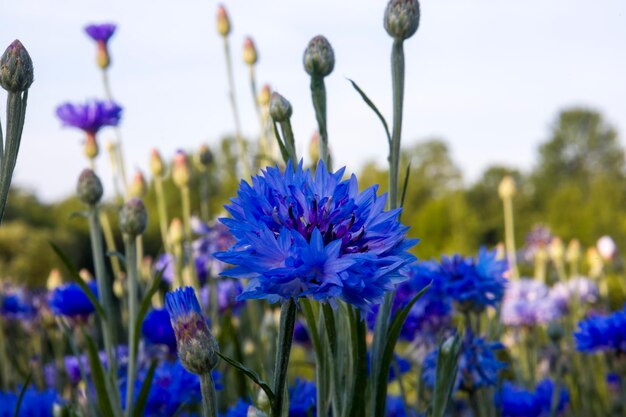 Fundo desfocado de flores de centáurea azul