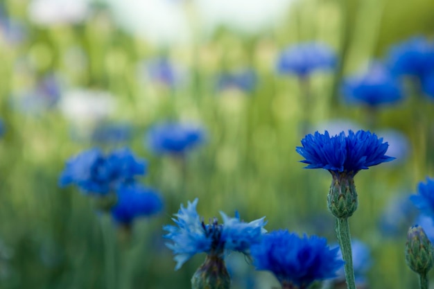 Fundo desfocado de flores de centáurea azul