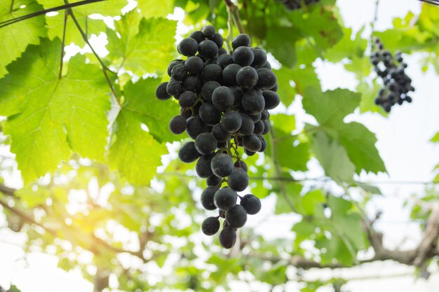 Fundo desfocado de uva, uvas pendurado no foco de seleção de árvore e luz justa