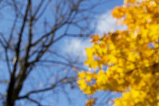 fundo desfocado desfocado de árvores de outono com folhas amarelas e céu azul
