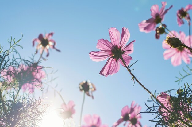 Fundo desfocado do cosmos rosa com luz solar no jardim