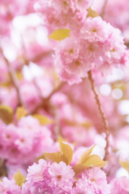 Fundo desfocado do ramo de sakura florescendo Fechar o foco seletivo