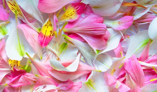 Fundo desfocado rosa amarelo com verde de pétalas de flores de alstroemeria