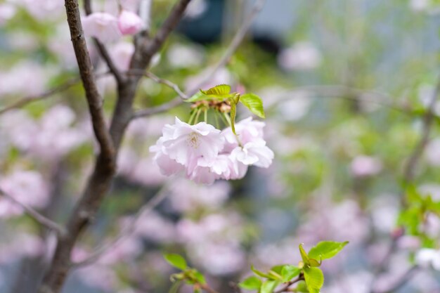 Fundo desfocado. Uma árvore de primavera florescendo. árvore está em flor. Mola.