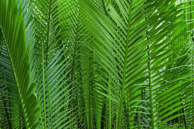 Fundo do banner da floresta tropical Folhas de palmeira verde na floresta tropical Dioon edule Plant também kno