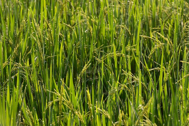 Fundo do campo de arrozPlantas de arroz no arrozal