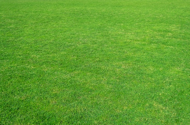 Fundo do campo de grama verde. teste padrão e textura da grama verde.