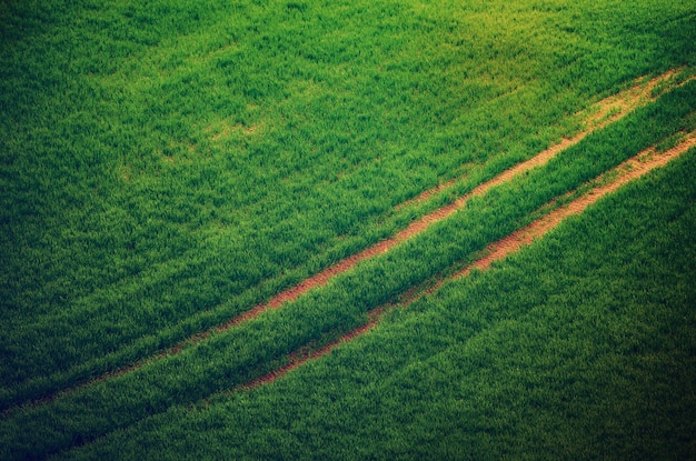 Fundo do campo de grama verde