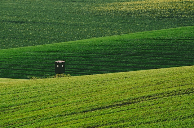 Fundo do campo de grama verde