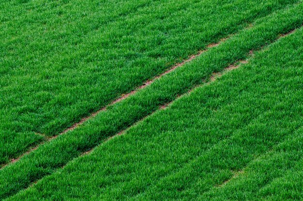 Fundo do campo de grama verde