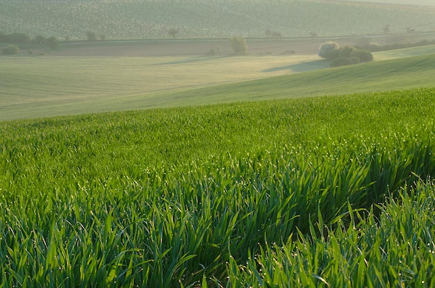 Fundo do campo de grama verde