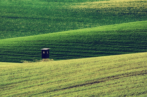 Fundo do campo de grama verde