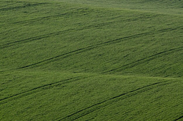 Fundo do campo de grama verde