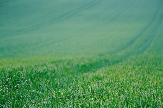 Fundo do campo de grama verde