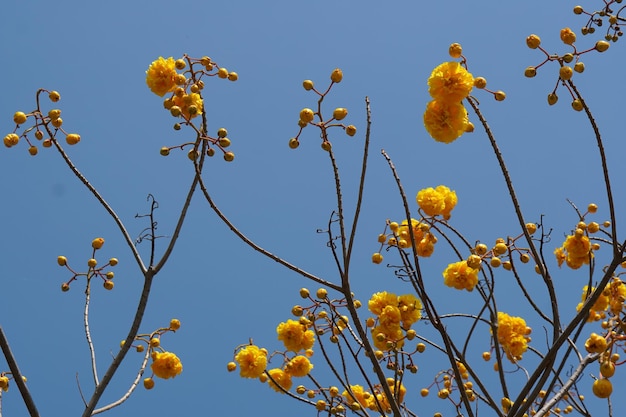 Fundo do céu azul da flor de Supannika