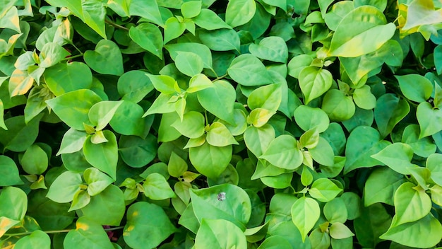 Fundo do conceito do dia do ambiente ecológico Fechar Planta de folha verde de natureza limpa Jardim fresco orgânico